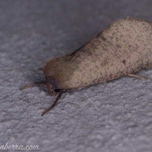 Fisera (genus) at Paddys River, ACT - 27 Apr 2019