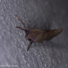 Fisera (genus) at Paddys River, ACT - 27 Apr 2019 09:11 PM