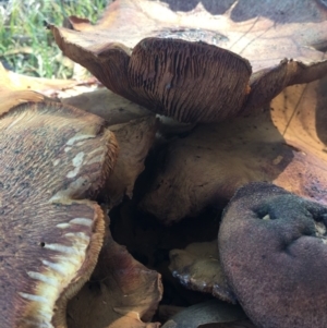 Gymnopilus sp. at Corrowong, NSW - 8 May 2019