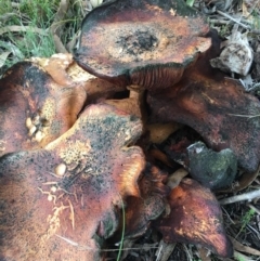 Gymnopilus sp. at Corrowong, NSW - 8 May 2019 04:09 PM