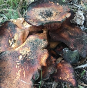 Gymnopilus sp. at Corrowong, NSW - 8 May 2019