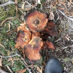 Gymnopilus sp. at Corrowong, NSW - 8 May 2019 04:09 PM