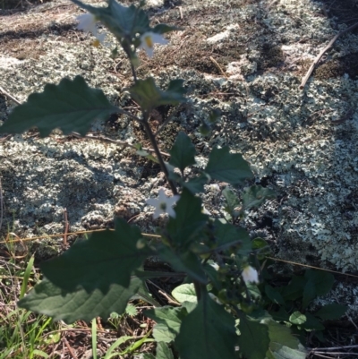 Solanum nigrum (Black Nightshade) at Corrowong, NSW - 28 Apr 2019 by BlackFlat