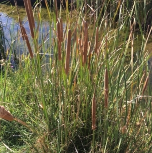 Typha sp. at Corrowong, NSW - 28 Apr 2019 11:06 AM