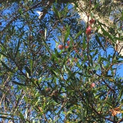 Dodonaea viscosa (Hop Bush) at Corrowong, NSW - 28 Apr 2019 by BlackFlat