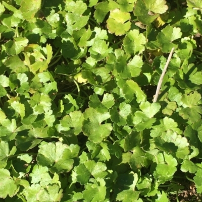 Hydrocotyle sp. at Corrowong, NSW - 28 Apr 2019 by BlackFlat