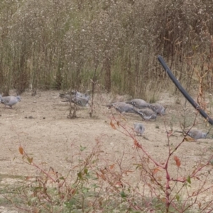 Ocyphaps lophotes at Michelago, NSW - 24 Mar 2019 10:25 AM