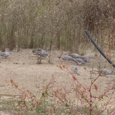 Ocyphaps lophotes (Crested Pigeon) at Michelago, NSW - 23 Mar 2019 by Illilanga