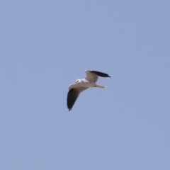 Elanus axillaris (Black-shouldered Kite) at Illilanga & Baroona - 1 Oct 2018 by Illilanga