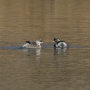 Poliocephalus poliocephalus at Michelago, NSW - 1 Jul 2018