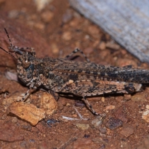 Pycnostictus seriatus at Watson, ACT - 5 May 2019 12:00 AM