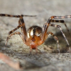 Cryptachaea veruculata (Diamondback comb-footed spider) at ANBG - 4 May 2019 by TimL