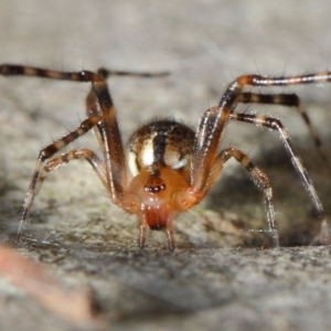 Cryptachaea veruculata at Hackett, ACT - 4 May 2019