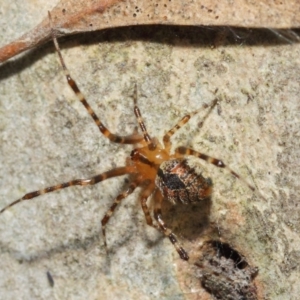 Cryptachaea veruculata at Hackett, ACT - 4 May 2019