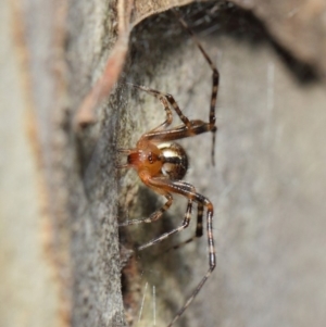 Cryptachaea veruculata at Hackett, ACT - 4 May 2019