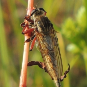 Colepia ingloria at Paddys River, ACT - 12 Mar 2019