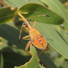 Amorbus sp. (genus) (Eucalyptus Tip bug) at Tuggeranong DC, ACT - 12 Mar 2019 by michaelb