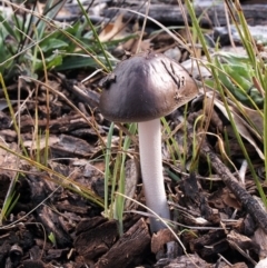 Oudemansiella gigaspora group (Rooting Shank) at The Pinnacle - 4 May 2019 by Heino1