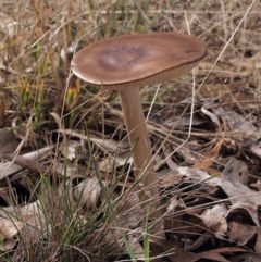 Oudemansiella gigaspora group at Weetangera, ACT - 5 May 2019