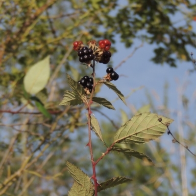 Rubus anglocandicans (Blackberry) at Point Hut to Tharwa - 12 Mar 2019 by MichaelBedingfield