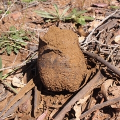 Pisolithus marmoratus (Horse Dung Fungus) at Dunlop, ACT - 5 May 2019 by Heino1