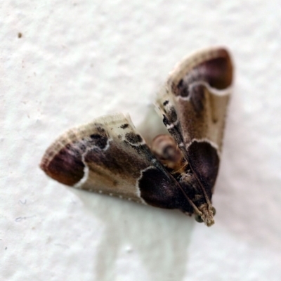Pyralis farinalis (Meal Moth) at O'Connor, ACT - 15 Dec 2017 by ibaird