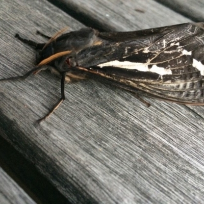 Abantiades atripalpis (Bardee grub/moth, Rain Moth) at Wonboyn, NSW - 5 May 2019 by ellepoy@yahoo.com.au