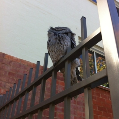 Podargus strigoides (Tawny Frogmouth) at Acton, ACT - 5 May 2019 by TimYiu