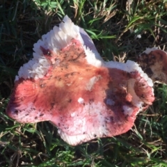 Russula sp. (genus) (Russula) at Mirador, NSW - 6 May 2019 by hynesker1234