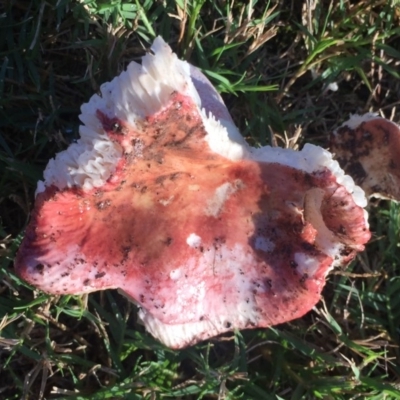 Russula sp. (Russula) at Mirador, NSW - 5 May 2019 by hynesker1234