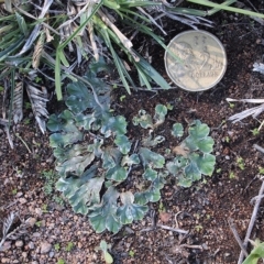 Riccia cartilaginosa at Dunlop, ACT - 28 Apr 2019 01:08 PM