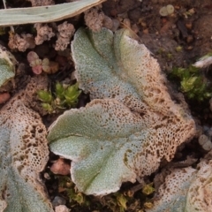 Riccia spongiosula (Liverwort) at The Pinnacle - 5 May 2019 by Heino1