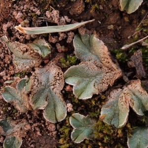 Riccia spongiosula at Dunlop, ACT - 5 May 2019