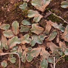 Riccia spongiosula at Dunlop, ACT - 5 May 2019 12:27 PM