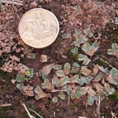 Riccia spongiosula at Dunlop, ACT - 5 May 2019 12:27 PM