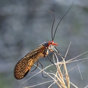 Chorista australis at Dunlop, ACT - 29 Apr 2019 04:03 PM