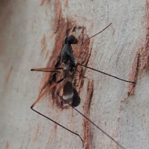 Metopochetus compressus at Cook, ACT - 1 May 2019 09:45 AM