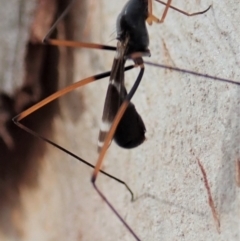 Metopochetus compressus at Cook, ACT - 1 May 2019 09:45 AM