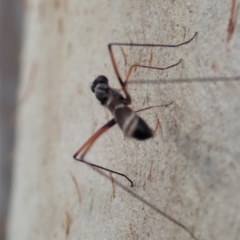 Metopochetus compressus at Cook, ACT - 1 May 2019 09:45 AM