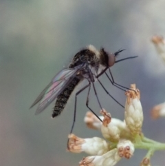Geron sp. (genus) (Slender Bee Fly) at Dunlop, ACT - 1 May 2019 by CathB