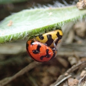 Coccinella transversalis at Cook, ACT - 4 May 2019