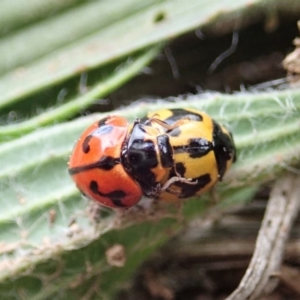 Coccinella transversalis at Cook, ACT - 4 May 2019