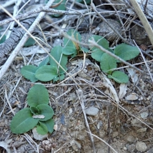 Pterostylis nutans at Dunlop, ACT - 1 May 2019