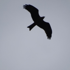 Milvus migrans (Black Kite) at Fyshwick, ACT - 4 May 2019 by roymcd