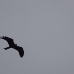 Milvus migrans at Fyshwick, ACT - 4 May 2019