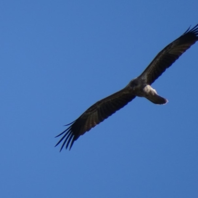 Haliastur sphenurus (Whistling Kite) at Fyshwick, ACT - 4 May 2019 by roymcd