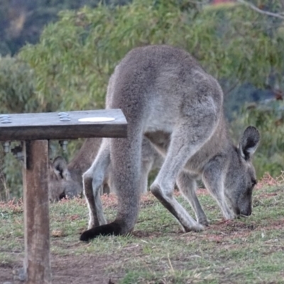 Macropus giganteus (Eastern Grey Kangaroo) at Garran, ACT - 5 May 2019 by roymcd