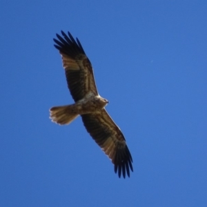 Haliastur sphenurus at Fyshwick, ACT - 6 May 2019