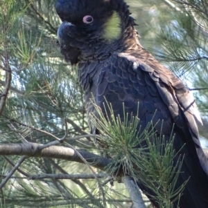 Zanda funerea at Fyshwick, ACT - 6 May 2019 01:18 PM