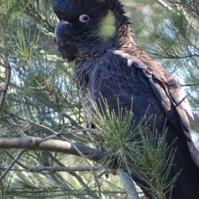 Zanda funerea (Yellow-tailed Black-Cockatoo) at Fyshwick, ACT - 6 May 2019 by roymcd